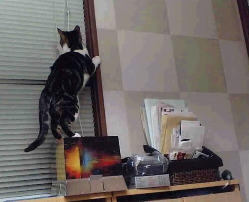 德甲争冠战焦点战,乌克兰稳稳拿下尼日利亚的战术启示